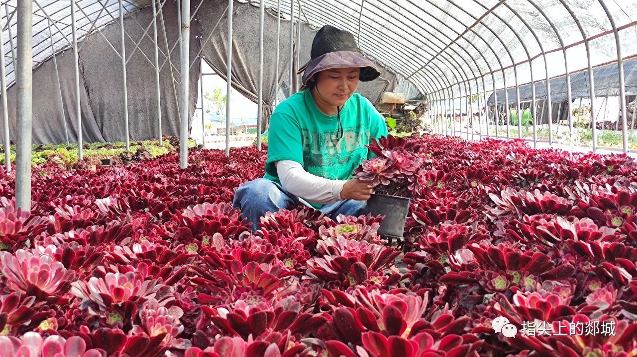 山东大棚种什么挣钱_郯城大棚种植致富_郯城蔬菜大棚种植区域