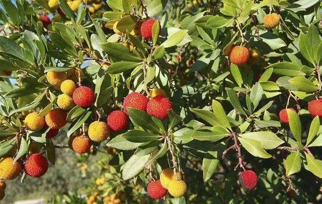 致富果树种植条件_果树怎样种植致富_农村种植果树致富好项目