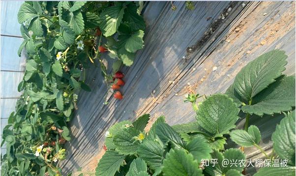 夏季草莓种植管理要点