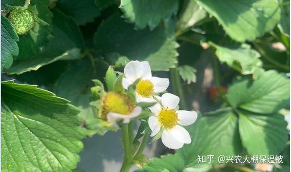 草莓种植技术大全与管理_种植大全草莓管理技术与管理_种植大全草莓管理技术与方法