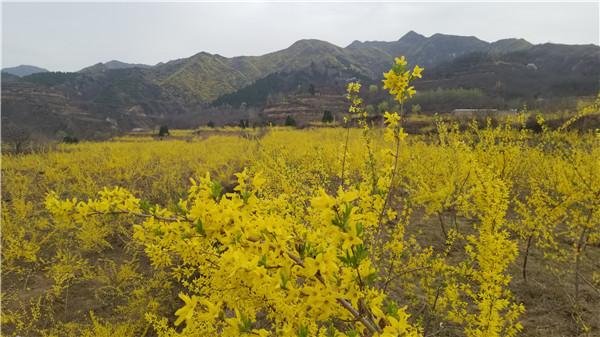 灵宝种植致富_致富种植灵宝怎么样_致富经种灵芝视频