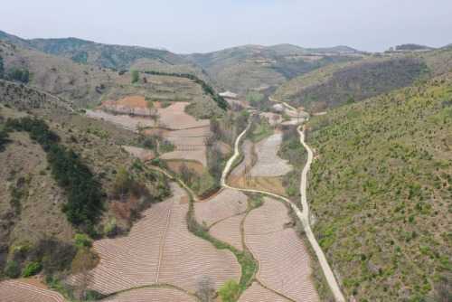 灵宝农作物_灵宝种植致富_致富种植灵宝怎么样