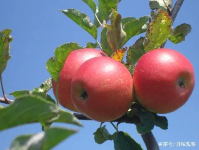 合理施肥科学种植，昭通农民大哥靠种植苹果走上致富路