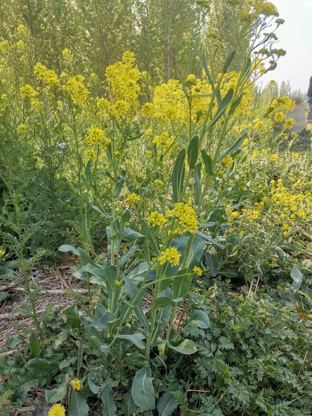 致富好项目种植_特色种植致富忙_致富种植视频全集