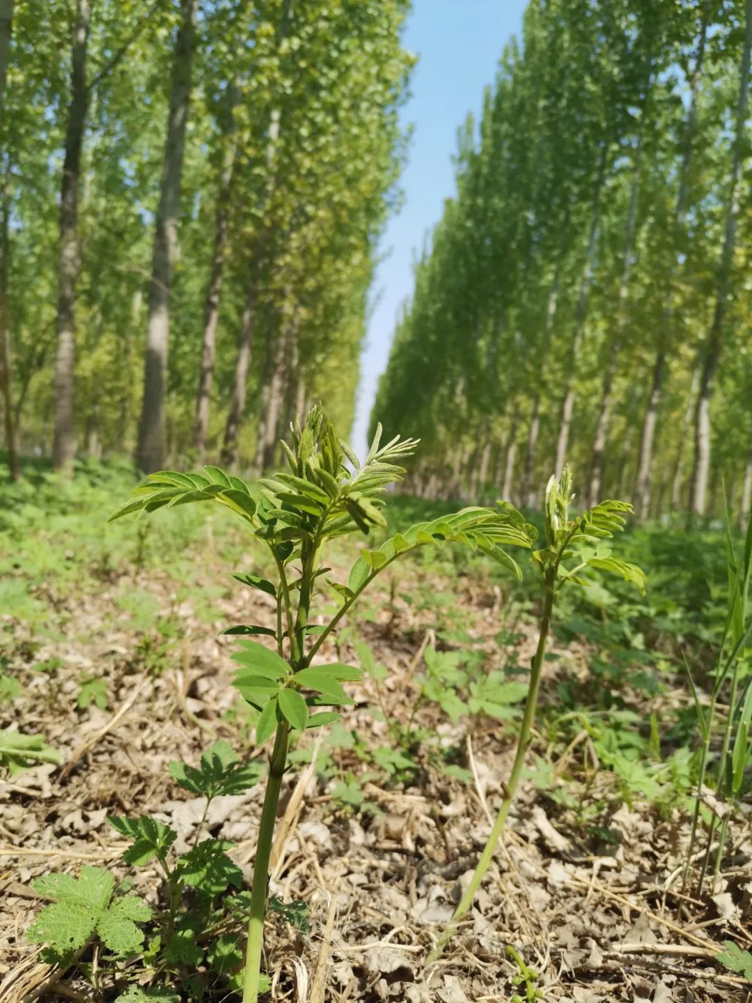 致富种植视频全集_特色种植致富忙_致富好项目种植