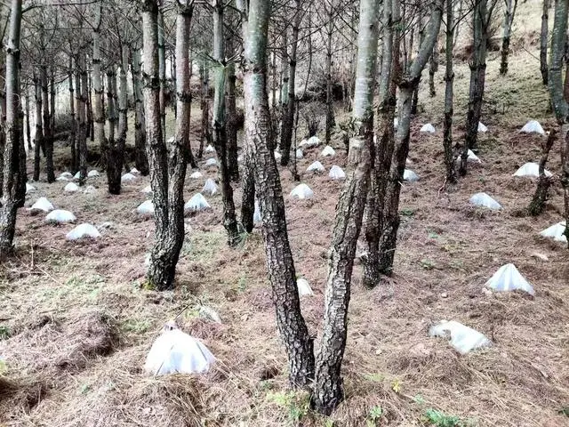 越西：推广高原雪蘑（菇）种植 拓宽群众增收致富路