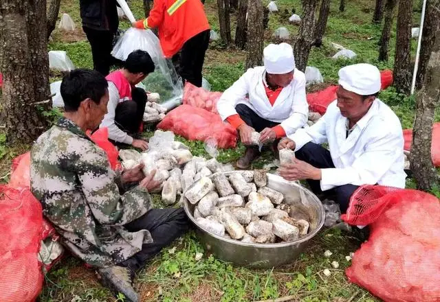 种植栗蘑拓宽致富_栗蘑养殖_栗蘑的栽培技术视频