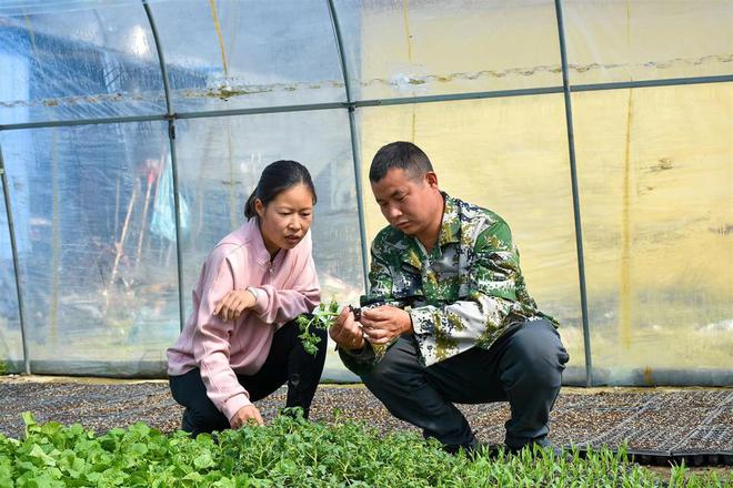 致富蔬菜种植模式是什么_致富蔬菜种植模式有哪些_种植蔬菜致富模式