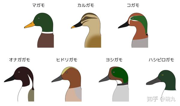 绿头鸭养殖利润_致富经养殖绿头鸭视频_养殖绿头鸭的经济效益