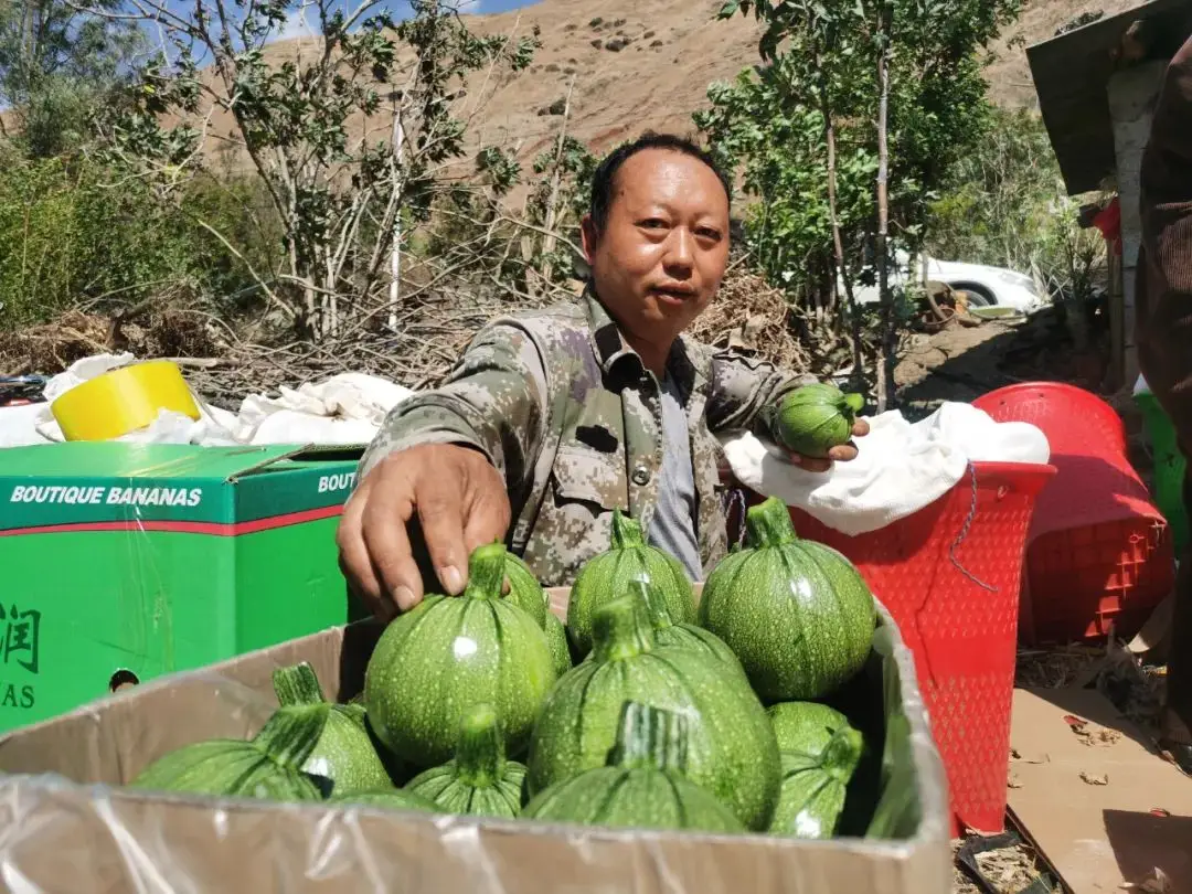 致富种植乳瓜图片大全_致富种植乳瓜图片_乳瓜种植致富