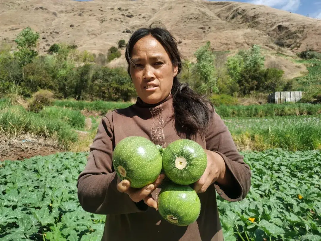 致富种植乳瓜图片_致富种植乳瓜图片大全_乳瓜种植致富