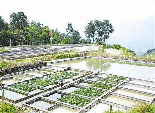 视频致富养殖鳝鱼_视频致富养殖鳝鱼是真的吗_致富经养殖鳝鱼视频