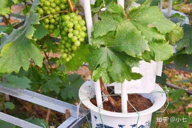 种植红葡萄致富_致富种植葡萄红包怎么写_红葡萄苗多少钱一株价格