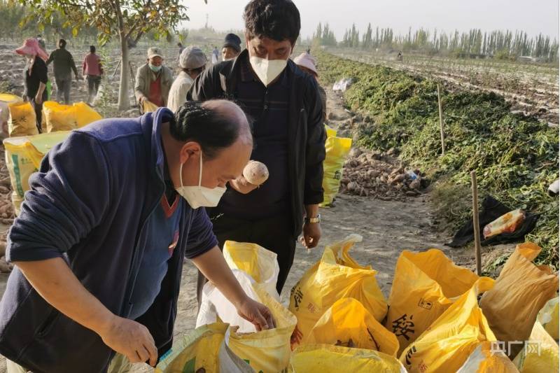 新疆英吉沙：红薯争鲜上市 拓宽群众致富路