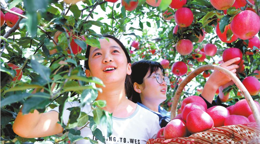 冬苹果种植技术_冬天苹果种子育苗步骤_冬季栽苹果树能活吗