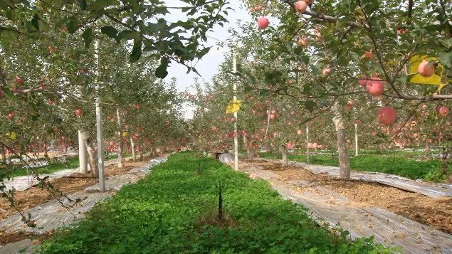 冬天苹果种子育苗步骤_冬季栽苹果树能活吗_冬苹果种植技术