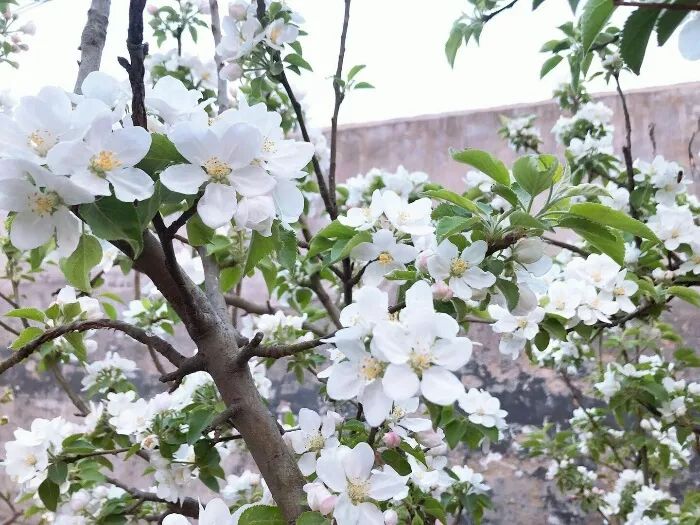 冬季栽苹果树能活吗_冬苹果种植技术_冬天苹果种子育苗步骤