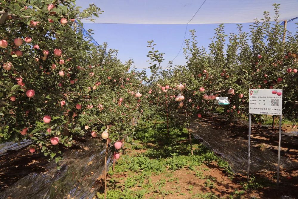 冬季栽苹果树能活吗_冬天苹果种子育苗步骤_冬苹果种植技术