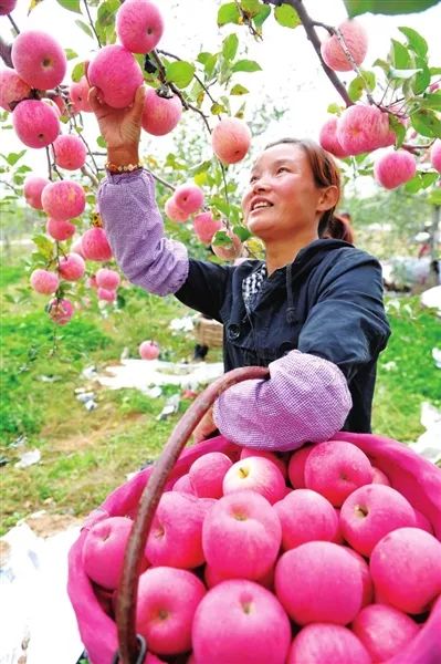 冬季栽苹果树能活吗_冬天苹果种子育苗步骤_冬苹果种植技术