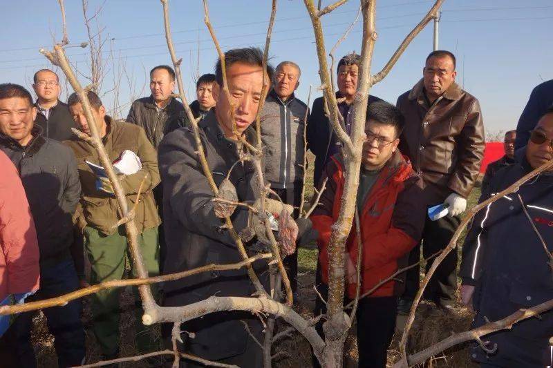 种植梨树技术新闻稿_梨树种植新技术_种植梨树前景如何