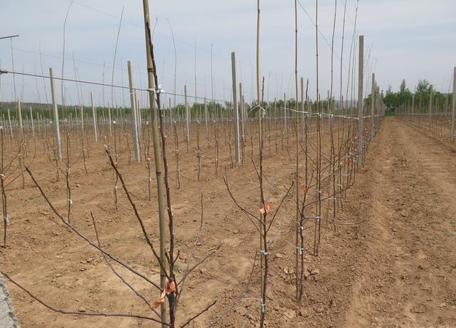 冬季栽苹果树成活怎样_冬天苹果种子育苗步骤_冬苹果种植技术