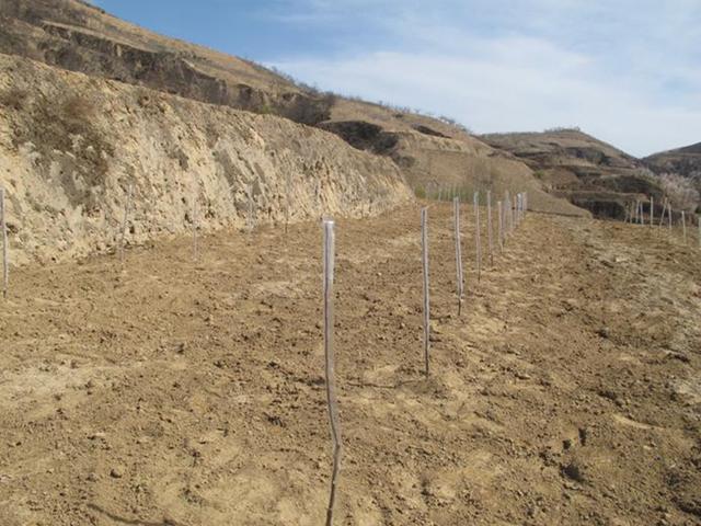 冬苹果种植技术_冬天苹果种子育苗步骤_冬季栽苹果树成活怎样