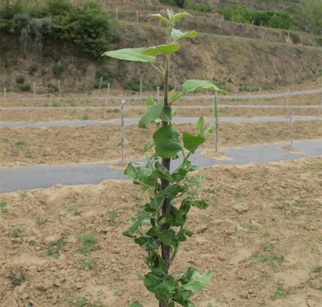 冬天苹果种子育苗步骤_冬苹果种植技术_冬季栽苹果树成活怎样