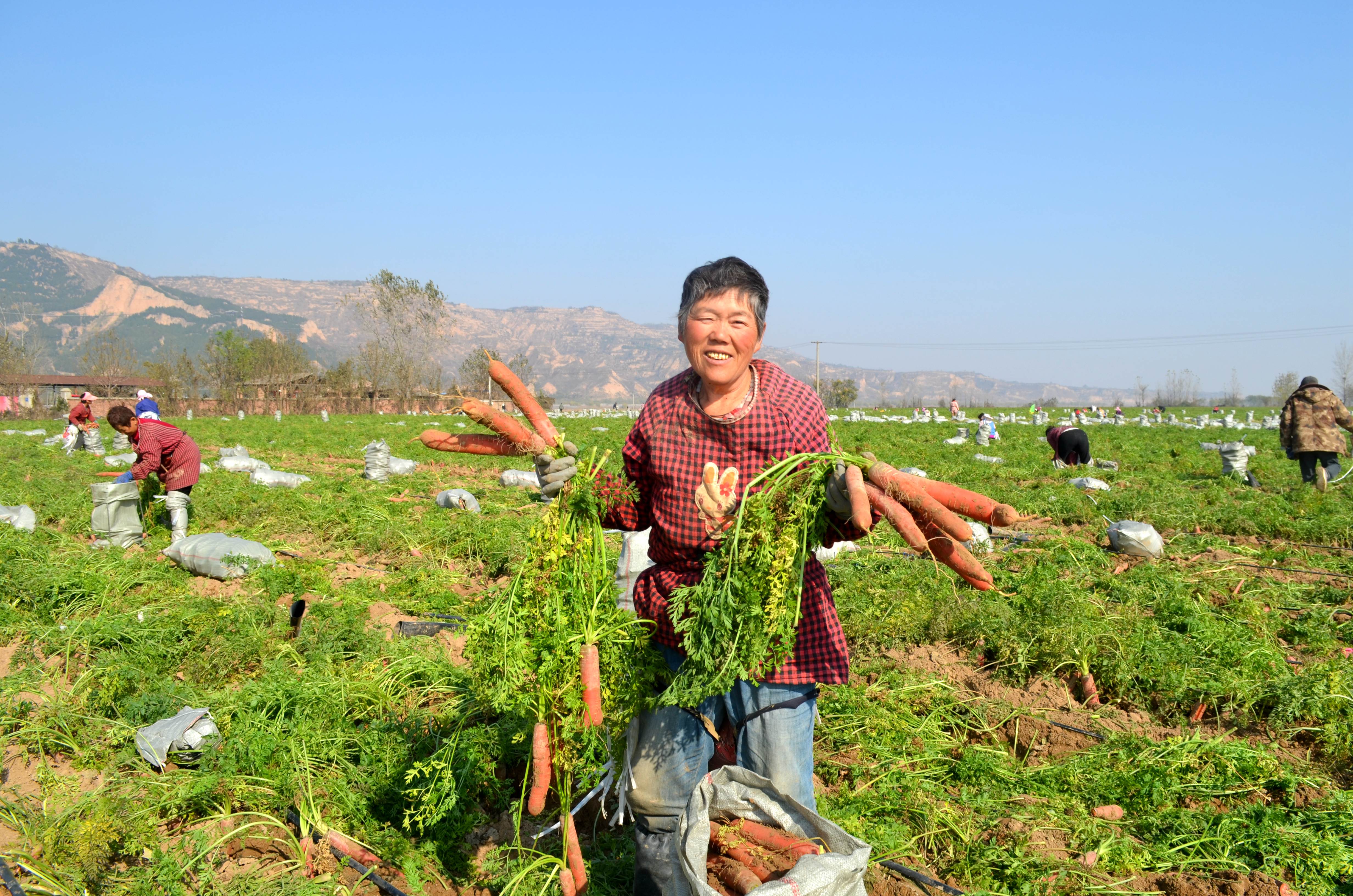 灵宝种植致富_灵宝中药材种植_灵宝农作物