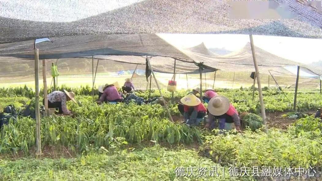 生物药种植致富_种植致富药材_致富经药材种植业完整版