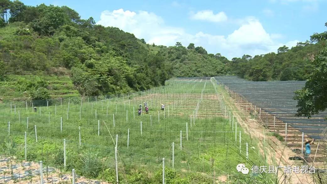 致富经药材种植业完整版_种植致富药材_生物药种植致富