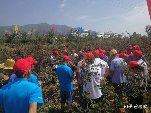 致富花椒种植小程序下载_花椒种植效益_小花椒种植致富