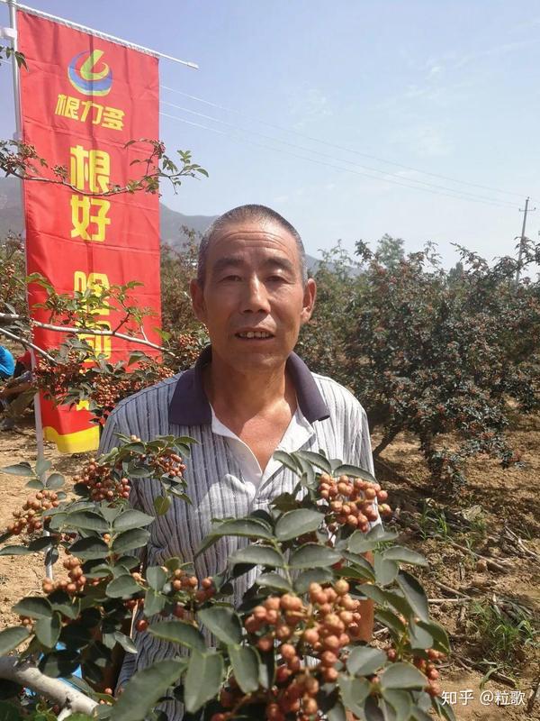 致富花椒种植小程序下载_小花椒种植致富_花椒种植效益