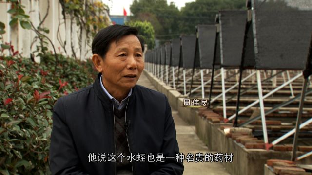 螺蛳养殖专业户_视频致富养殖螺蛳大全_致富经大螺蛳养殖视频