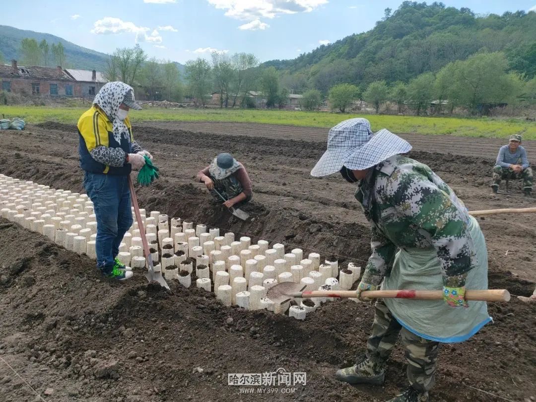 致富经食用菌种植视频_食用菌种植致富_致富种植食用菌有哪些