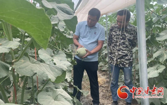 瓜州蜜瓜错季种植 铺就“甜蜜”致富路