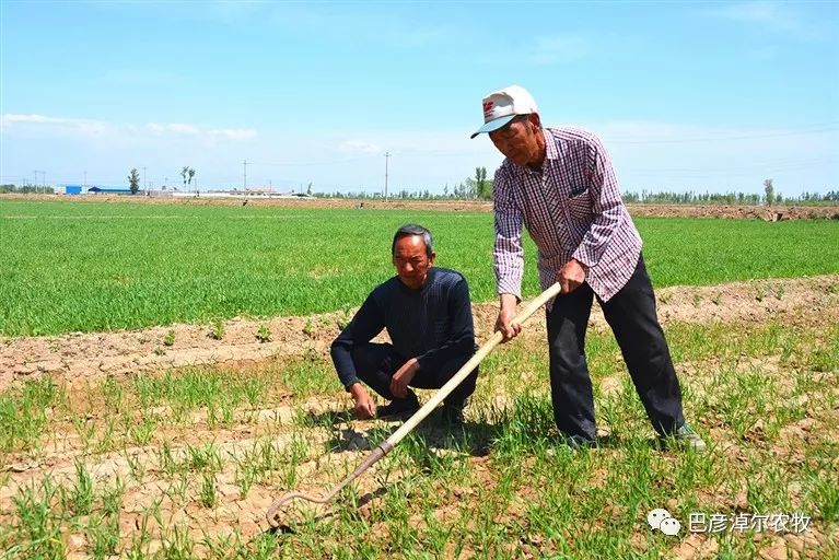 种粮食大户_粮食种植致富吗_粮食种植视频