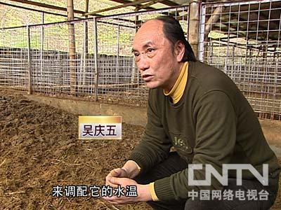 野猪致富经_致富经钱文国养野猪视频_致富经野猪养殖视频全集