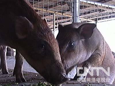 野猪致富经_致富经钱文国养野猪视频_致富经野猪养殖视频全集