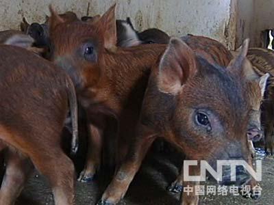 致富经钱文国养野猪视频_野猪致富经_致富经野猪养殖视频全集