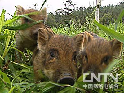 野猪致富经_致富经钱文国养野猪视频_致富经野猪养殖视频全集