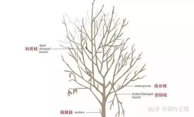 种植小苗致富信息_致富种植小苗信息怎么写_致富种植视频全集