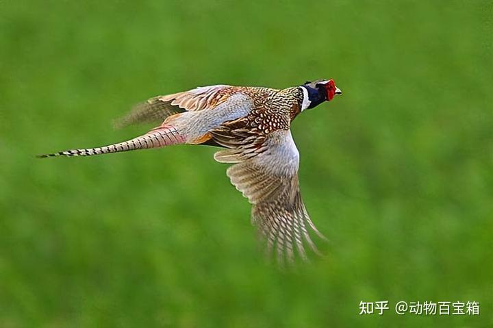 致富经山鸡的养殖技术_致富养殖山鸡技术培训_致富养殖山鸡技术要求