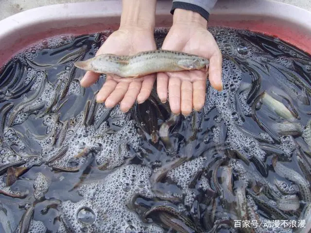 泥鳅养殖有那么难？掌握七大要点泥鳅又大又好