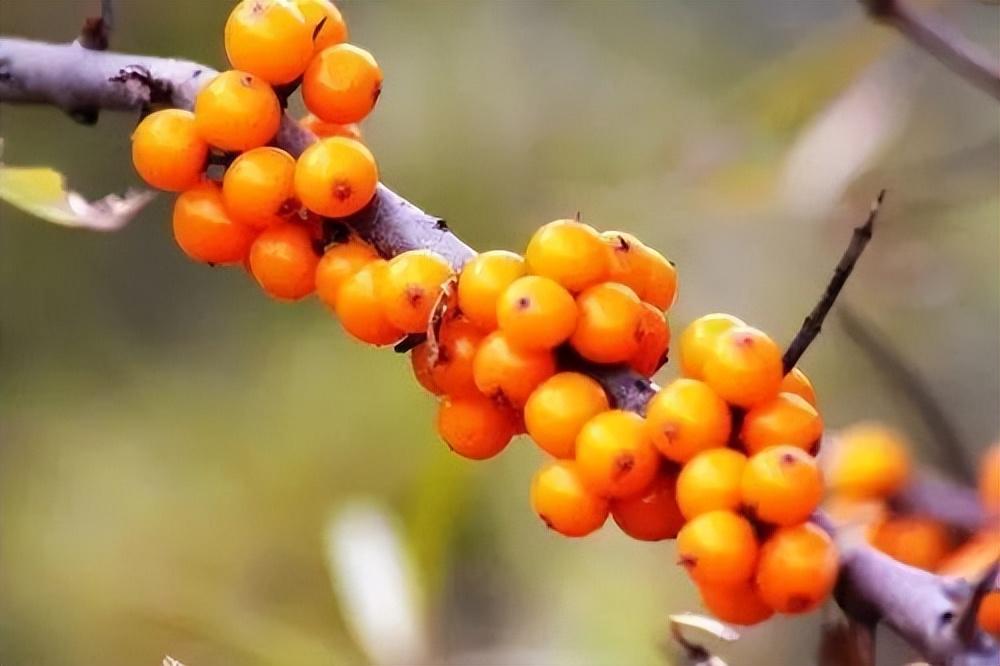 科学种植致富100例_甘松的种植_甘松种植致富人