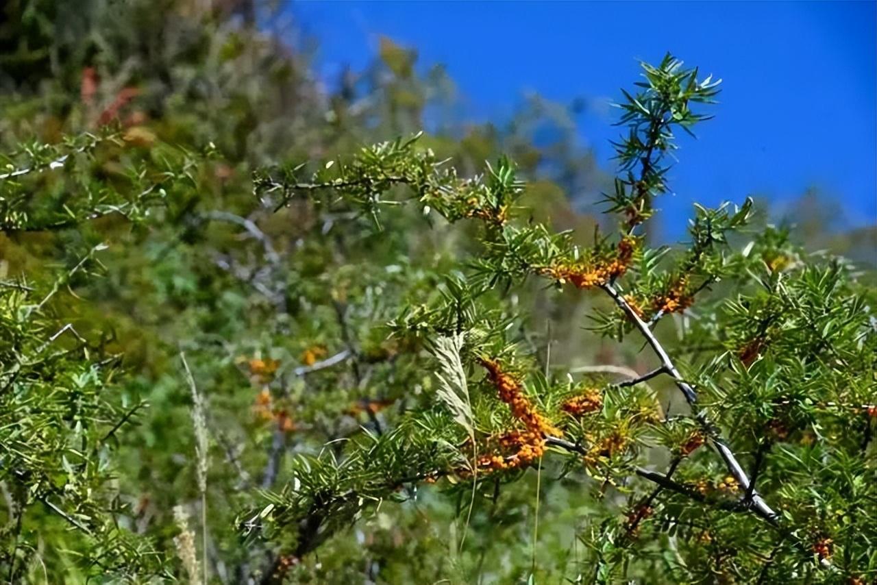 甘松种植致富人_甘松的种植_科学种植致富100例