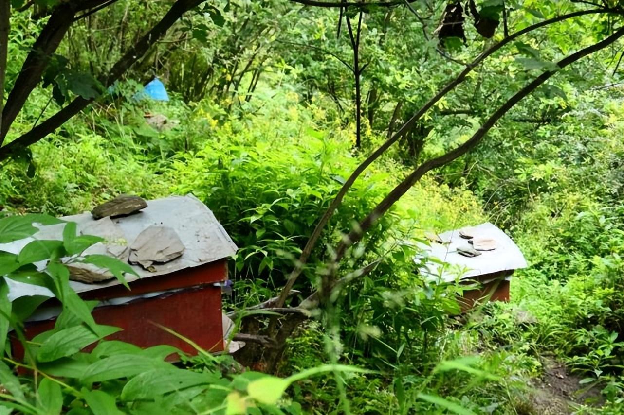 科学种植致富100例_甘松种植致富人_甘松的种植