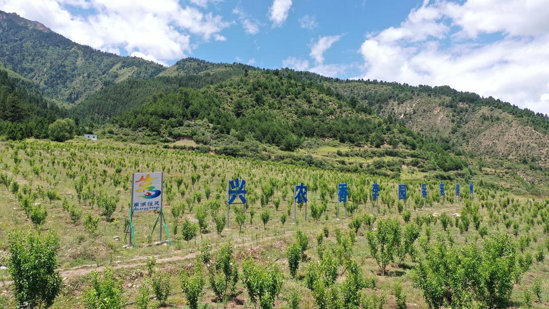 甘松种植技术_村民种植黑皮冬瓜致富_甘松种植致富人