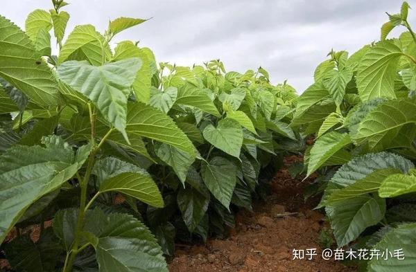 种植小苗致富信息_种植致富案例_致富种植小苗信息查询