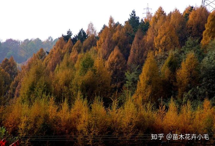 致富种植小苗信息查询_种植小苗致富信息_种植致富案例