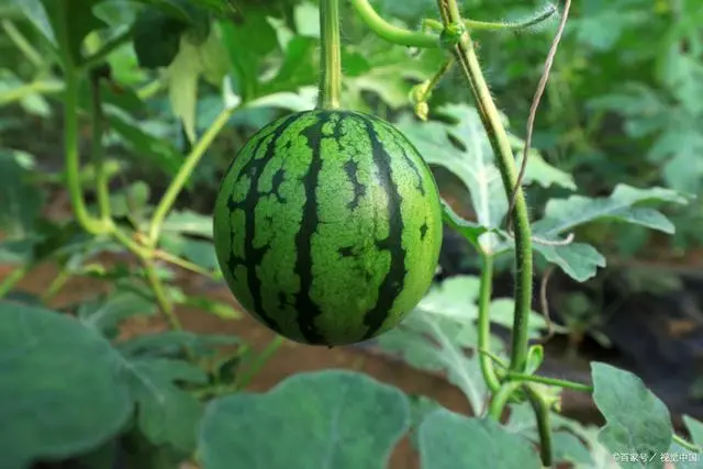 西瓜的种植技术和管理_无籽西瓜种植管理技术_西瓜种植管理技术与方法